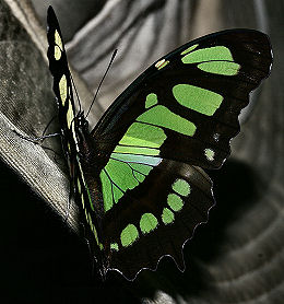 Malachite, Siproeta stelenes. Caranavi, Yungas, Bolivia. d. 30 januar 2006. Fotograf: Lars Andersen