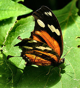 Consul fabius (Cramer, 1775) Caranavi, Yungas, Bolivia. d. 1 februar 2006. Fotograf: Lars Andersen