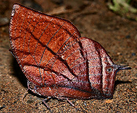 Caranavi, Yungas, Bolivia. d. 1 februar 2006. Fotograf: Lars Andersen