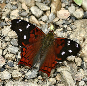 Caranavi, Yungas, Bolivia. d. 2 februar 2006. Fotograf: Lars Andersen