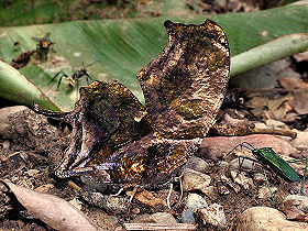 Consul fabius (Cramer, 1775) Caranavi, Yungas, Bolivia. d. 3 februar 2006. Fotograf: Lars Andersen