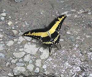 Giant Swallowtail, Heraclides thoas (Linnaus, 1771).Tocana, Yungas, Bolivia. d. 23 januar 2006. Fotograf: Lars Andersen