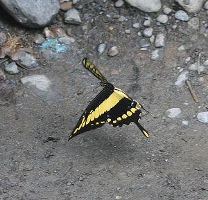 Giant Swallowtail, Heraclides thoas (Linnaus, 1771).Tocana, Yungas, Bolivia. d. 23 januar 2006. Fotograf: Lars Andersen