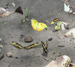 Phoebis philea.Tocana, Yungas, Bolivia. d. 23 januar 2006. Fotograf: Lars Andersen