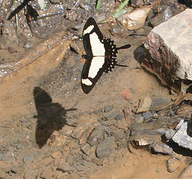 Heraclides garleppi (Staudinger, 1892). Chala, Yungas, Bolivia. d. 27 januar 2006. Fotograf: Lars Andersen