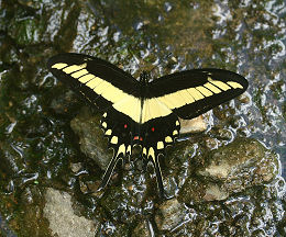 Lamarc Swallowtail, Papilio lamarchei (Staudingerer, 1892). Caranavi, Yungas, Bolivia. d. 30 januar 2006. Fotograf: Lars Andersen