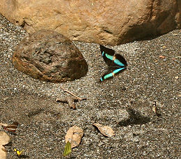 Flying Prepona, Vagantes, Coroico, Yungas, Bolivia d. 25 januar 2006. Fotograf: Lars Andersen