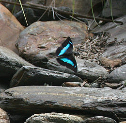 Flying Prepona, Vagantes, Coroico, Yungas, Bolivia d. 25 januar 2006. Fotograf: Lars Andersen