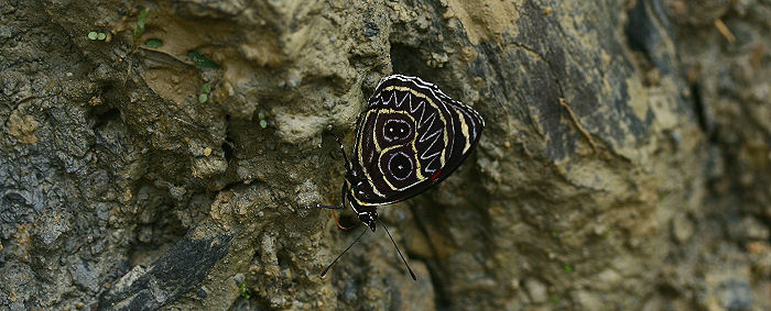 Callicore sonora. Yolosa, Yungas, Bolivia. d. 19 januar 2006. Fotograf: Lars Andersen