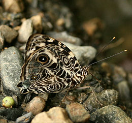 Tocana, Yungas, Bolivia. d. 24 januar 2006. Fotograf: Lars Andersen