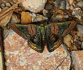 Caria lampeto, Vagantes, Yungas, Bolivia. d. 25 januar 2006. Fotograf: Lars Andersen