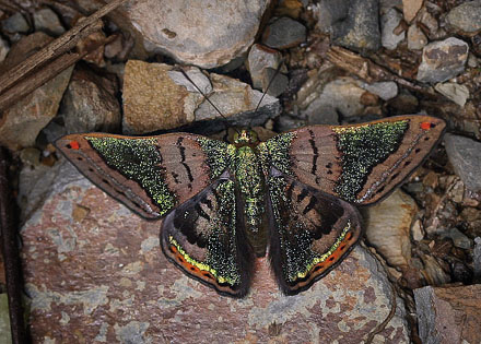 Brillantina, Caria castalia. Vagantes, Yungas, Bolivia. d. 25 januar 2006. Fotograf: Lars Andersen