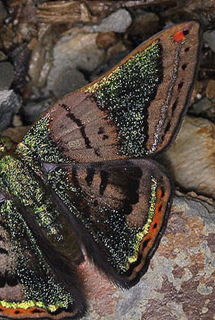 Brillantina, Caria castalia. Vagantes, Yungas, Bolivia. d. 25 januar 2006. Fotograf: Lars Andersen