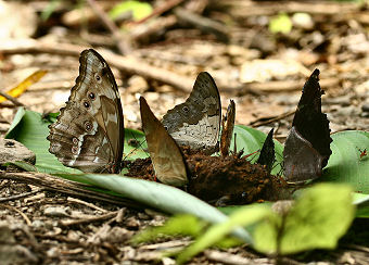 Caranavi, Yungas, Bolivia. d. 1 februar 2006. Fotograf: Lars Andersen