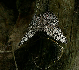 Caranavi, Yungas, Bolivia. January 2006. Photographer: Lars Andersen