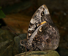 Split-banded Owlet (Opsiphanes cassina). Broncini Rio, Yungas, Bolivia. d. 7 februar 2006. Fotograf: Lars Andersen