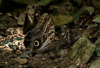 Caligo illioneus pheidriades. Broncini Rio, Yungas, Bolivia. d. 7 februar 2006. Fotograf: Lars Andersen