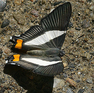 Neurodes Metalmark (Siseme neurodes). Yolosa, Yungas, Bolivia. d. 19 januar 2006. Fotograf: Lars Andersen