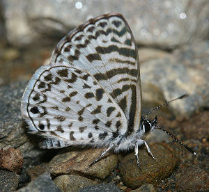 Tocana, Yungas, Bolivia. d. 20 januar 2006. Fotograf: Lars Andersen