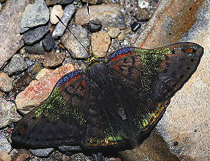 Tocana, Yungas, Bolivia. d. 20 januar 2006. Fotograf: Lars Andersen