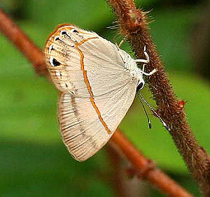 Athena Euselasia  (Euselasia athena). Coroico, Yungas, Bolivia. d. 21 januar 2006. Fotograf: Lars Andersen