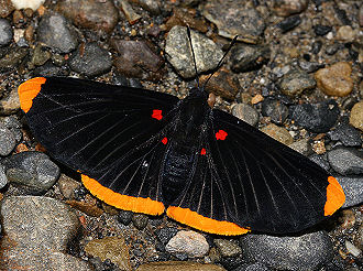 Tocana, Yungas, Bolivia. d. 22 januar 2006. Fotograf: Lars Andersen