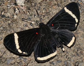 Melanis xenia ambryllis (Hewitson, 1874). Tocana, Yungas, Bolivia. d. 22 januar 2006. Fotograf: Lars Andersen