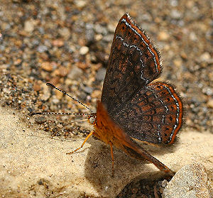 Schaus' Metalmark (Calephelis schausi). Tocana, Yungas, Bolivia. d. 24 januar 2006. Fotograf: Lars Andersen