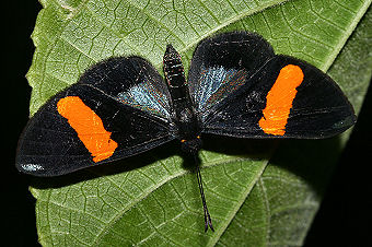 Tocana, Yungas, Bolivia. d. 24 januar 2006. Fotograf: Lars Andersen