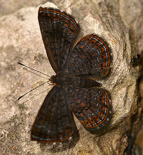 Aymaran Calephelis (Calephelis aymaran). Vagantes, Yungas, Bolivia. d. 25 januar 2006. Fotograf: Lars Andersen