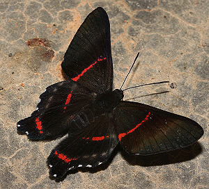 Ancyluris eudaemon. Vagantes, Yungas, Bolivia. d. 25 januar 2006. Fotograf: Lars Andersen