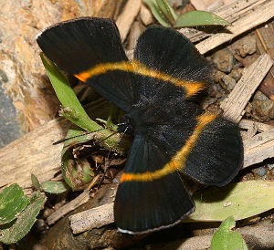 Amarynthina Metalmark (Parcella amarynthina). Vagantes, Yungas, Bolivia. d. 25 januar 2006. Fotograf: Lars Andersen