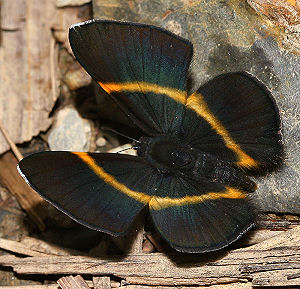 Amarynthina Metalmark (Parcella amarynthina). Vagantes, Yungas, Bolivia. d. 25 januar 2006. Fotograf: Lars Andersen