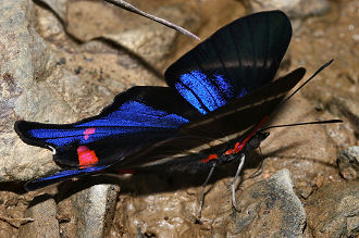 Caranavi, Yungas, Bolivia. d. 28 januar 2006. Fotograf: Lars Andersen