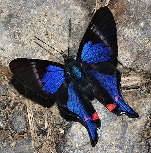 Periander Swordtail, (Rhetus periander).  Caranavi, Yungas, Bolivia. d. 28 januar 2006. Fotograf: Lars Andersen