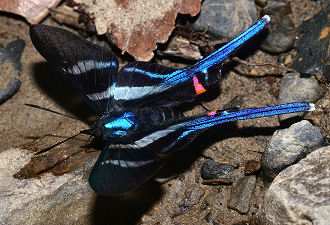 Arcius Swordtail (Rhetus arcius). Caranavi, Yungas, Bolivia. d. 30 januar 2006. Fotograf: Lars Andersen