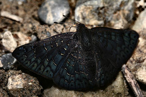 Caranavi, Yungas, Bolivia. d. 30 januar 2006. Fotograf: Lars Andersen