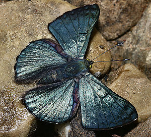 Caranavi, Yungas, Bolivia. d. 30 januar 2006. Fotograf: Lars Andersen