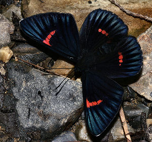 Caranavi, Yungas, Bolivia. d. 1 februar 2006. Fotograf: Lars Andersen