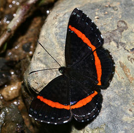 Coecias Metalmark (Crocozona coecias). Caranavi, Yungas, Bolivia. d. 1 februar 2006. Fotograf: Lars Andersen