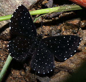 Starry Night Metalmark, Echydna punctata, Caranavi, Yungas, Bolivia. d. 1 februar 2006. Fotograf: Lars Andersen