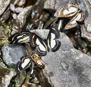 Bacaenis Metalmark  (Baeotis bacaenis). Caranavi, Yungas, Bolivia. d. 2 februar 2006. Fotograf: Lars Andersen