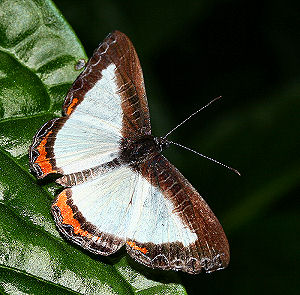 Caranavi, Yungas, Bolivia. d. 2 februar 2006. Fotograf: Lars Andersen