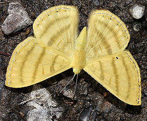 Astraeodes areuta. Caranavi, Yungas, Bolivia. d. 2 februar 2006. Fotograf: Lars Andersen