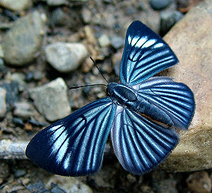 Celina Metalmark (Chimastrum celina). Caranavi, Yungas, Bolivia. d. 3 februar 2006. Fotograf: Lars Andersen