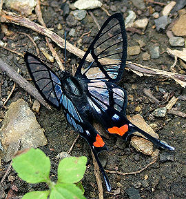 Black Lace, Chorinea amazon. Caranavi, elev 870 m. Yungas, Bolivia. d. 3 februar 2006. Fotograf: Lars Andersen