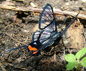 Caranavi, Yungas, Bolivia. d. 3 februar 2006. Fotograf: Lars Andersen