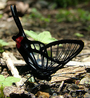 Caranavi, Yungas, Bolivia. d. 3 februar 2006. Fotograf: Lars Andersen