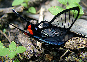 Black Lace, Chorinea amazon. Caranavi, elev 870 m. Yungas, Bolivia. d. 3 februar 2006. Fotograf: Lars Andersen