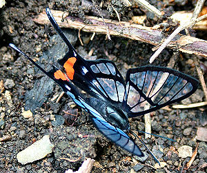 Caranavi, Yungas, Bolivia. d. 3 februar 2006. Fotograf: Lars Andersen